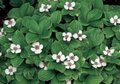 Cornus canadensis pot 10.5cm, Kornoelje