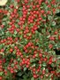 Cotoneaster horizontalis, 25-30 3L, Dwergmispel