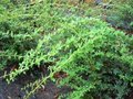 Berberis thunbergii 'Green Carpet', 25/30, Japanse zuurbes