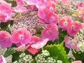 Hydrangea macro. 'Taube', 25-30 3L, Hortensia