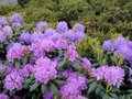 Rhododendron 'Cataw. Boursault', 30-50 5L