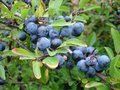 Prunus Spinosa, Sleedoorn, 1+1 80/100