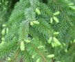 Picea omomorika, 2+2 30-50, bosplantgoed, Servische spar