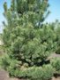 Pinus sylvestris, Grove den, 1+1 20/40